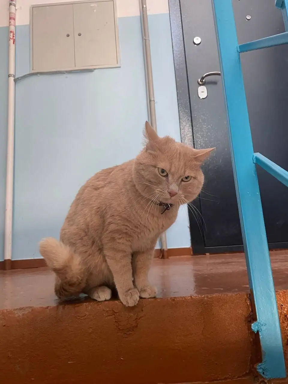 Потерянная кошка в Иркутске - Животные в Иркутск