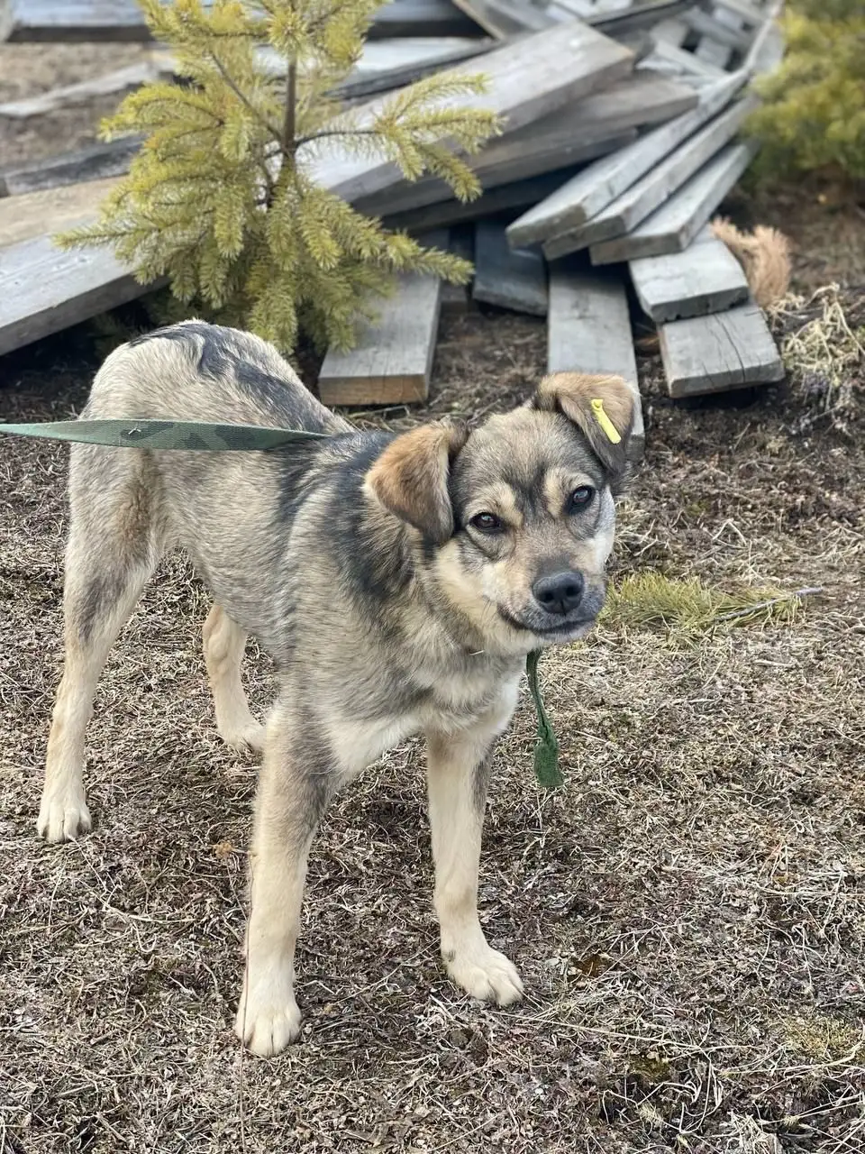 Потерялась собачка в районе ТСН «Сосновый» Баклаши - Потерянные животные (Животные) в Иркутск