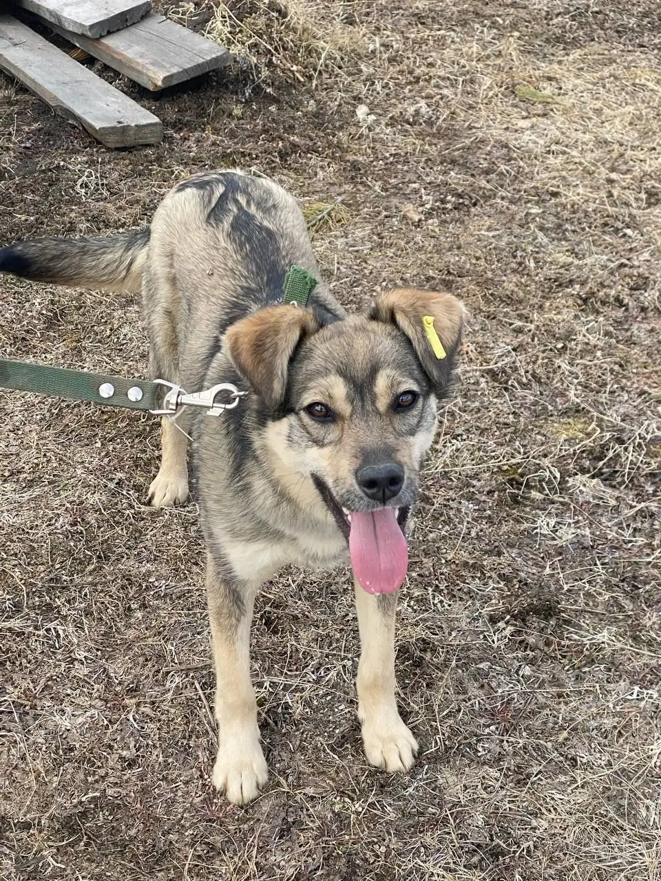 Потерялась собачка в районе ТСН «Сосновый» Баклаши - Потерянные животные (Животные) в Иркутск