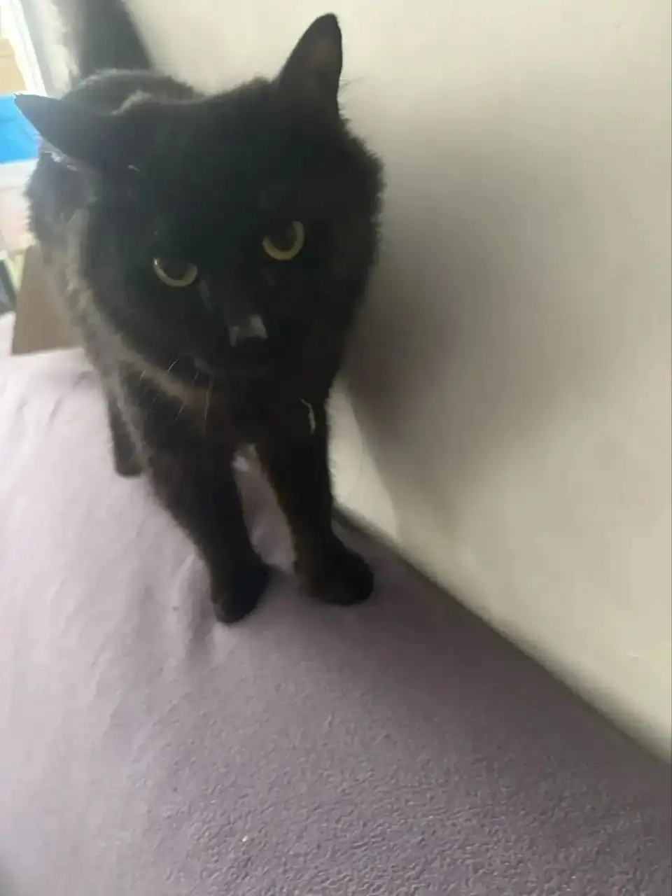 Потеряшка в Ангарске - Кошки (Животные) в Ангарск