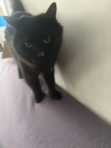 Потеряшка в Ангарске - Потеряшки в Ангарск