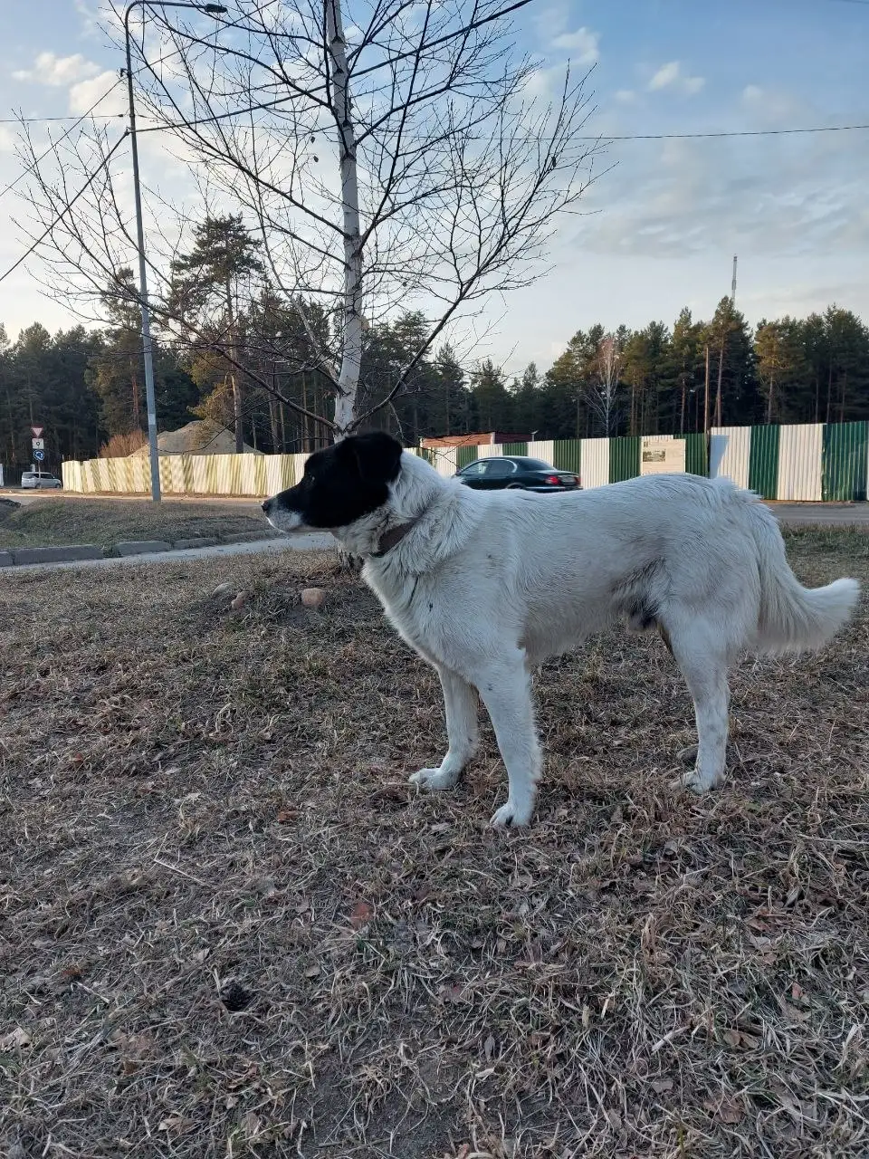 Потерянный кобель в парке Родник Ангарск - Собаки (Животные) в Ангарск