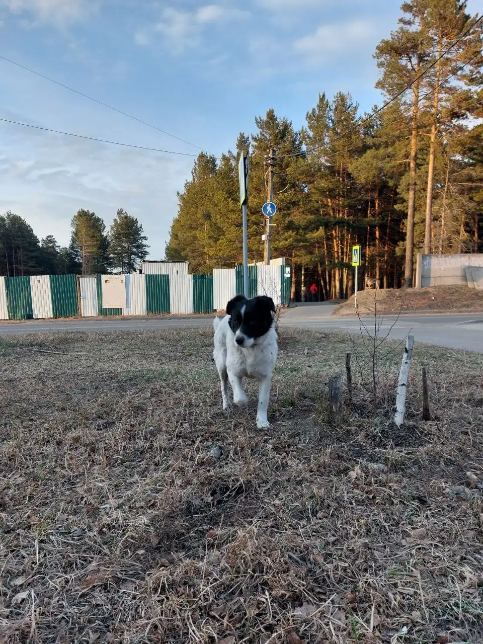 Потерянный кобель в парке Родник Ангарск - Собаки (Животные) в Ангарск