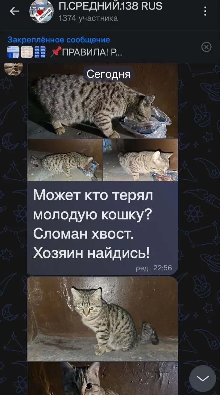 Поиск передержки для кошки с травмой в Усолье-Сибирском - Передержка животных (Животные) в Усолье-Сибирское