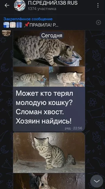 Поиск передержки для кошки с травмой в Усолье-Сибирском - Пропажа животных в Усолье-Сибирское