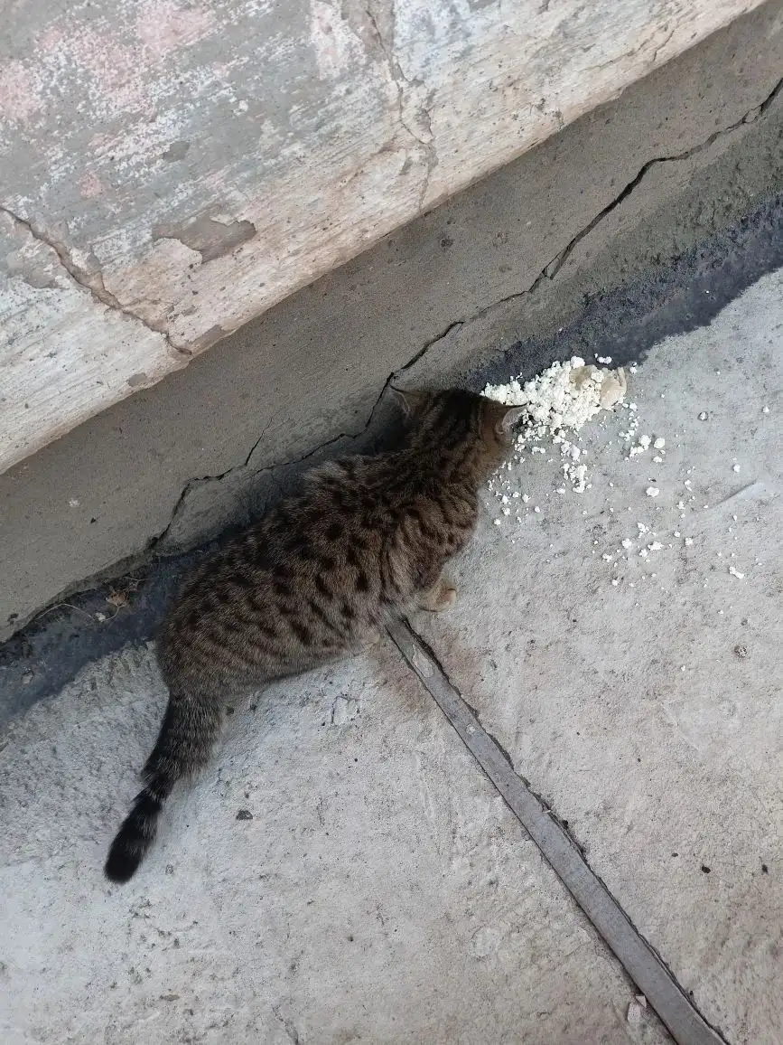 Поиск передержки для кошки с травмой в Усолье-Сибирском - Передержка животных (Животные) в Усолье-Сибирское