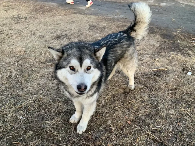Найден хаски в районе аэропорта Иркутска - частное объявление в Иркутск