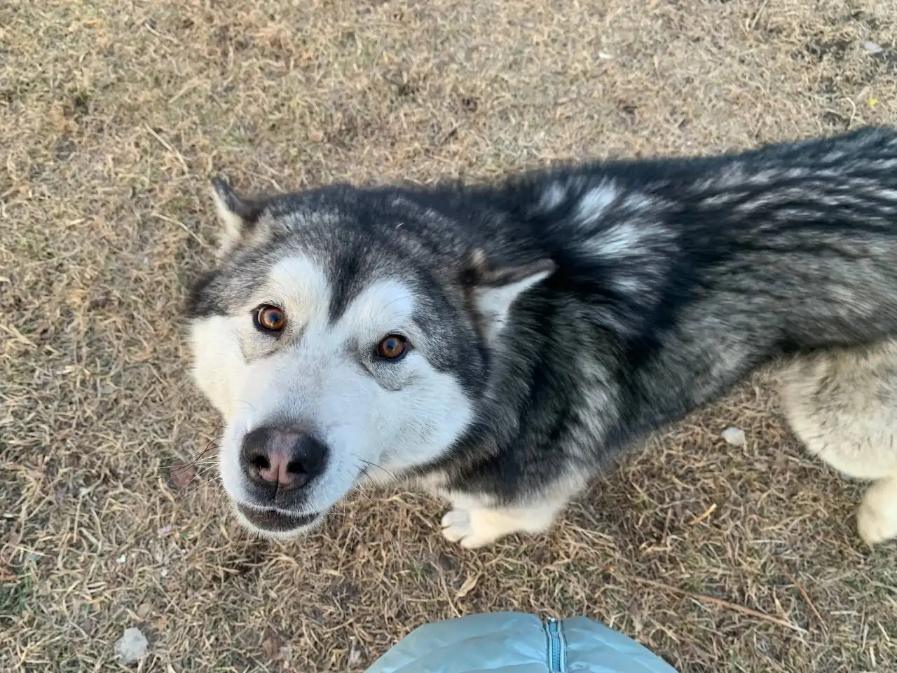 Найден хаски в районе аэропорта Иркутска - Собаки (Животные) в Иркутск