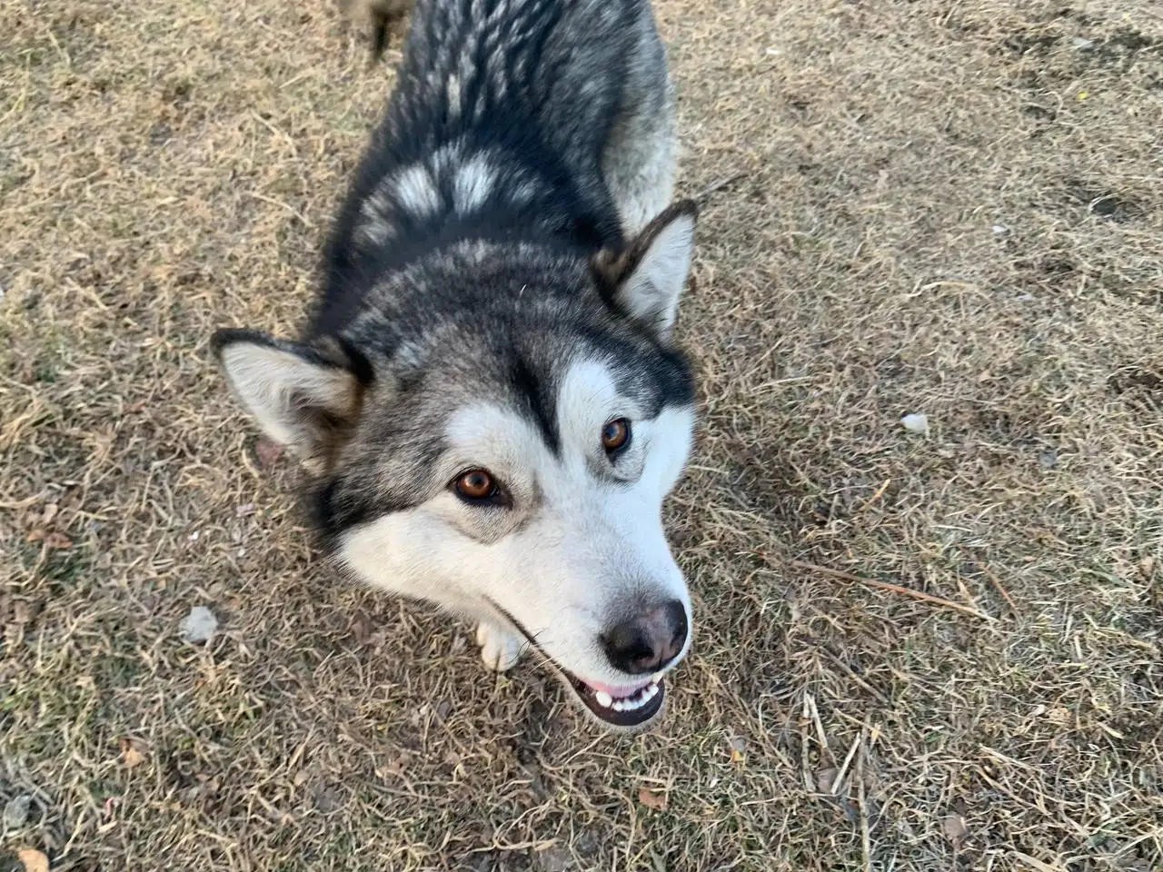 Найден хаски в районе аэропорта Иркутска - Собаки (Животные) в Иркутск