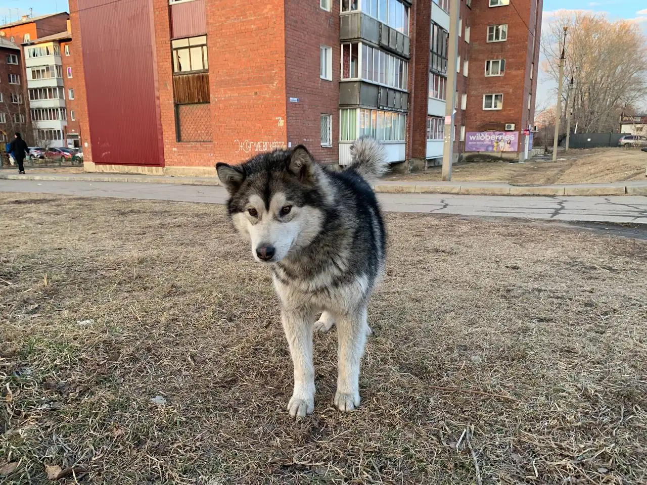 Найден хаски в районе аэропорта Иркутска - Собаки (Животные) в Иркутск