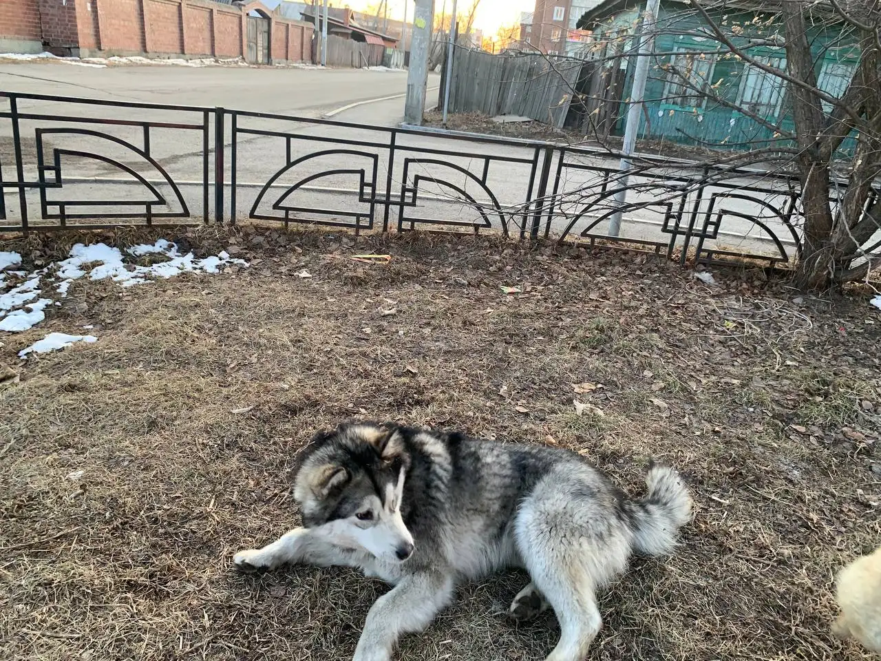 Найден хаски в районе аэропорта Иркутска - Собаки (Животные) в Иркутск