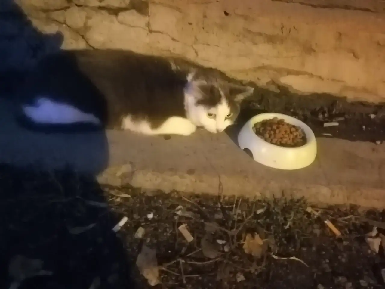 Найдена домашняя кошка в районе улицы Розы Люксембург в Иркутске - Кошки (Животные) в Иркутск