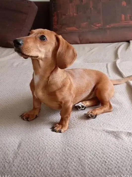 Потерянная такса девочка подросток в Иркутске - Собаки (Животные) в Иркутск