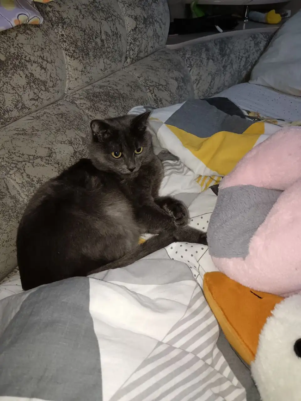 Пропал кот Севастьян в районе Култукской улицы - Кошки (Животные) в Иркутск