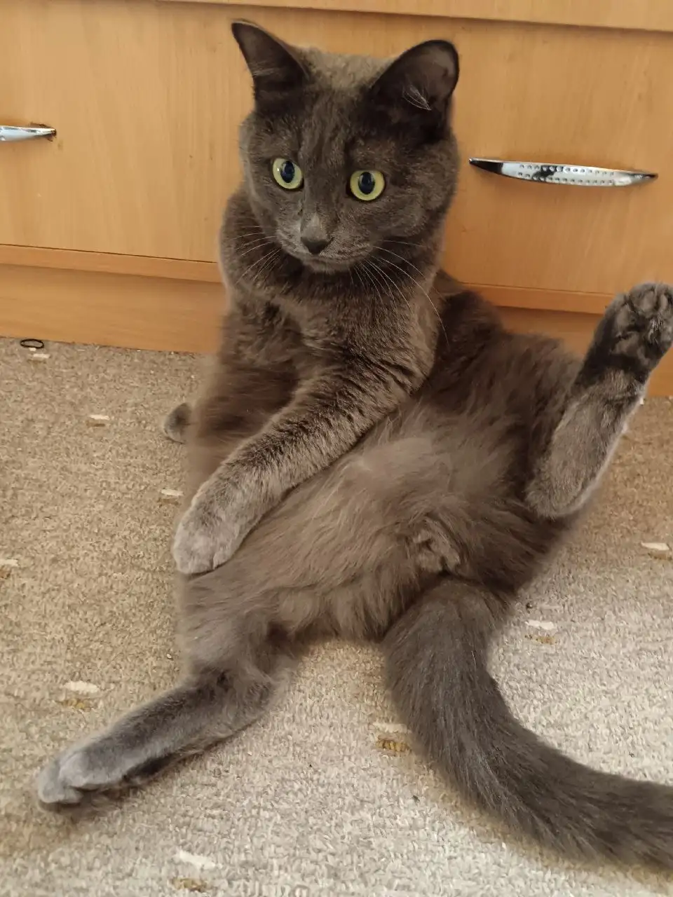 Пропал кот Севастьян в районе Култукской улицы - Кошки (Животные) в Иркутск