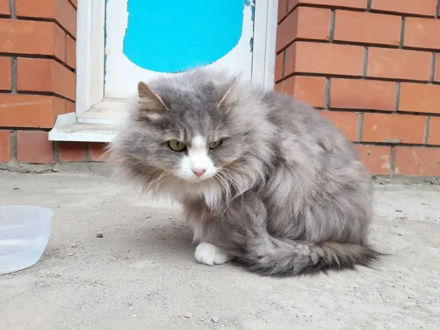 Передержка или поиск хозяев для найденного кота в Иркутске - частное объявление в Иркутск