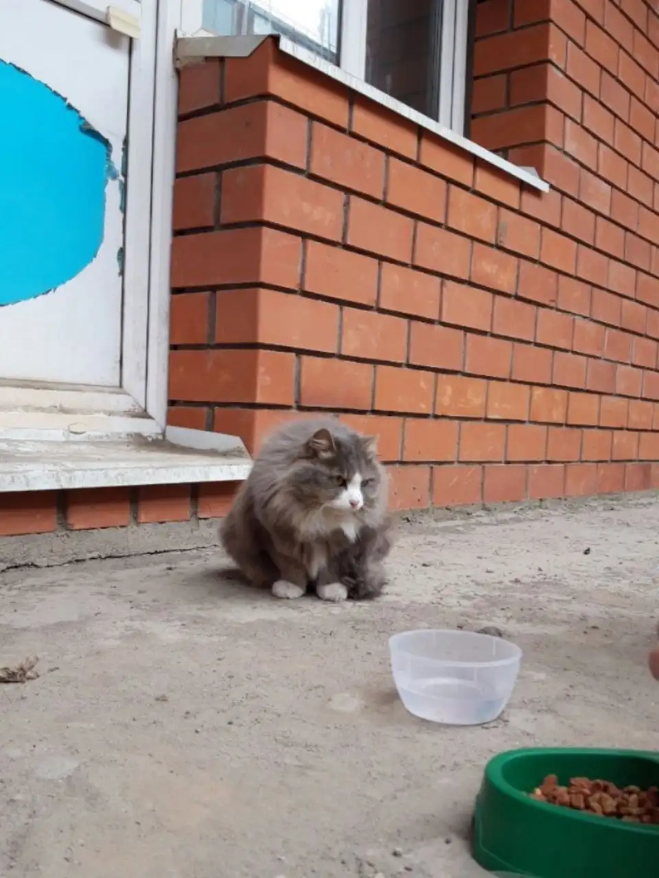 Передержка или поиск хозяев для найденного кота в Иркутске - Кошки (Животные) в Иркутск