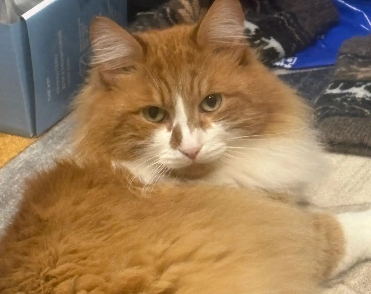 Потерялся кот Тимофей - Кошки (Животные) в Иркутск