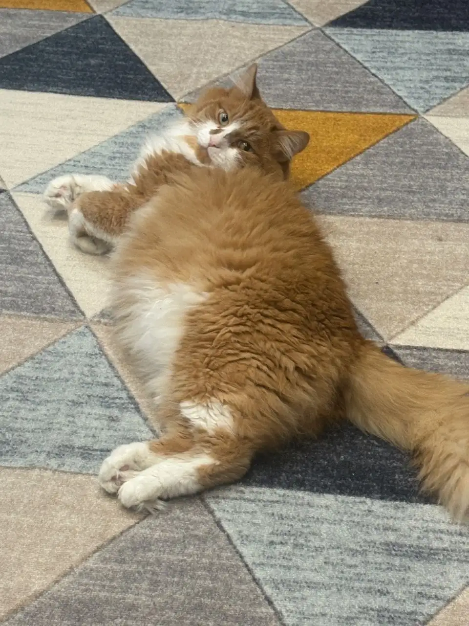 Потерялся кот Тимофей - Кошки (Животные) в Иркутск