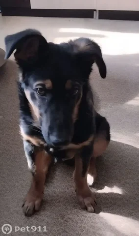 Пропала собака немецкой овчарки - частное объявление в Иркутск