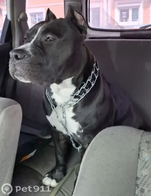 Пропали собаки в предместье Рабочем - частное объявление в Иркутск