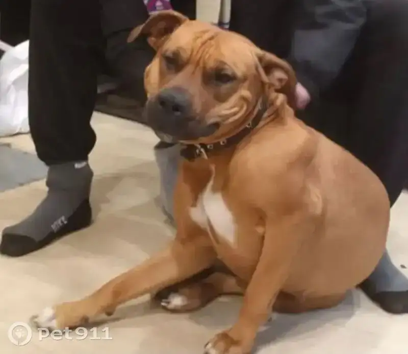 Пропали собаки в предместье Рабочем - Животные в Иркутск