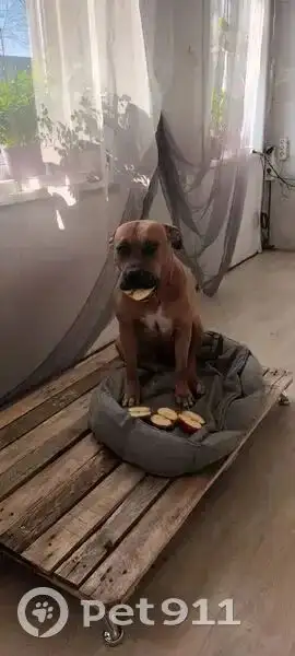 Пропали собаки в предместье Рабочем - Животные в Иркутск