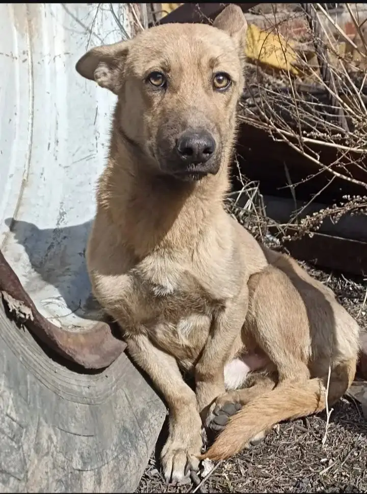 Потерянная собака в Иркутске - Собаки (Животные) в Иркутск