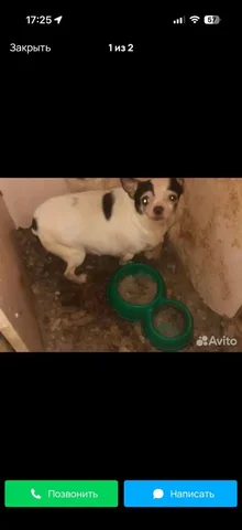 Потерянная собака в Иркутске - Собаки в Иркутск