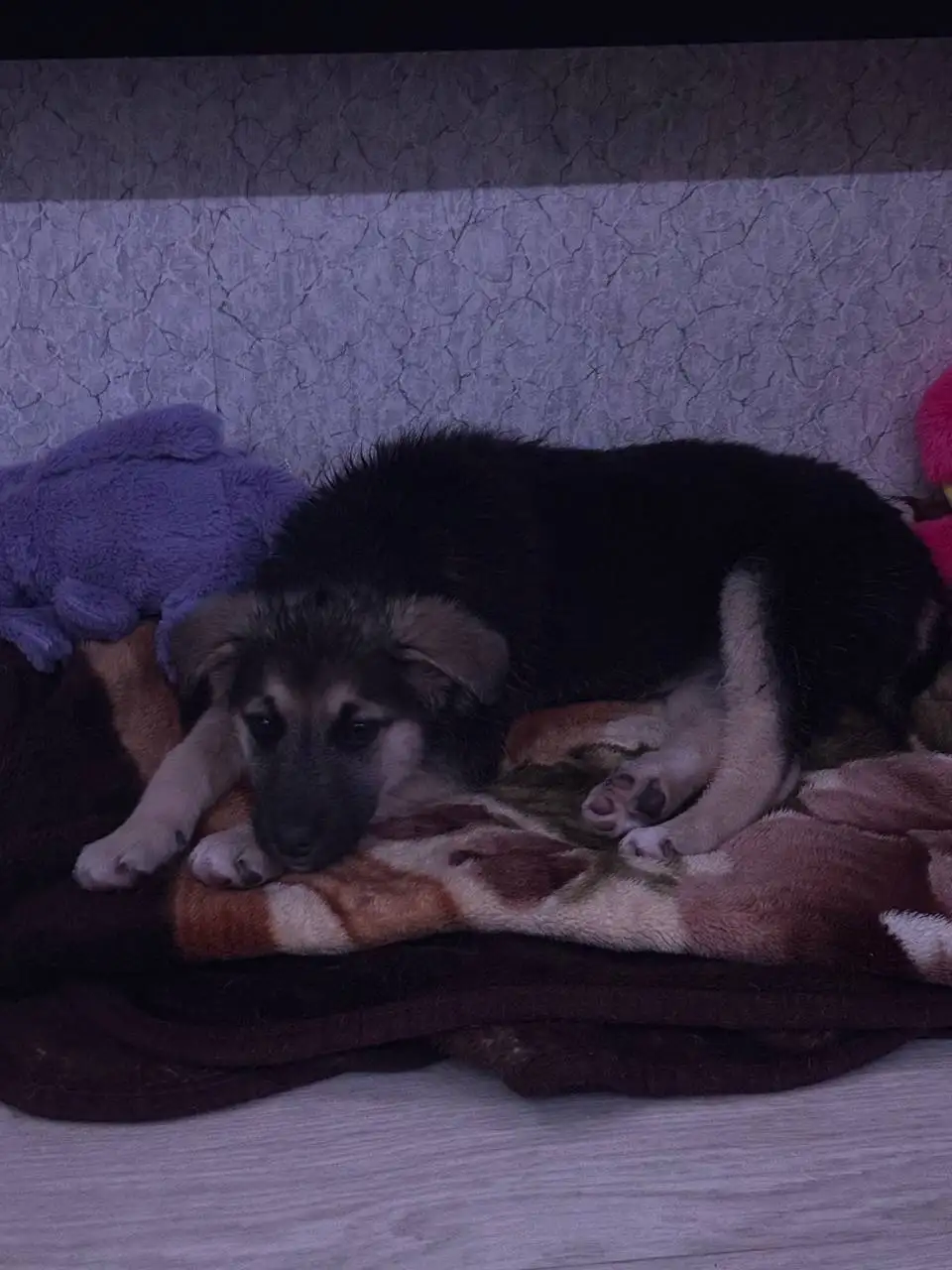 Щенок (девочка) 3-4 месяца в Иркутске - Животные в Иркутск