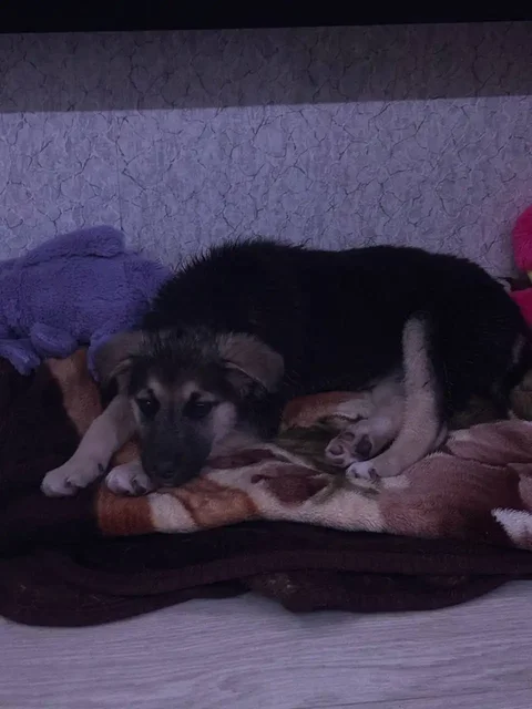 Щенок (девочка) 3-4 месяца в Иркутске - Потеряшка в Иркутск