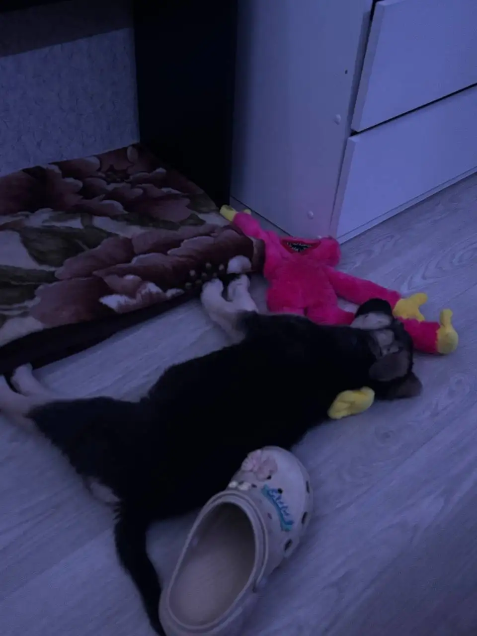 Щенок (девочка) 3-4 месяца в Иркутске - Животные в Иркутск