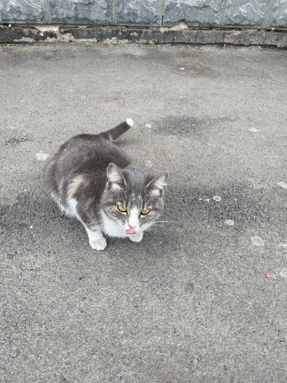 Найдена беременная кошка нужна передержка - Кошки (Животные) в Иркутск