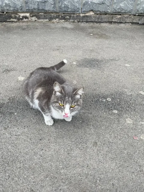 Найдена беременная кошка нужна передержка - Потеряшки и поиск в Иркутск