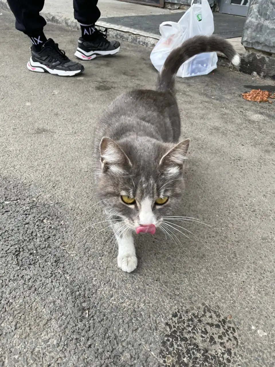 Найдена беременная кошка нужна передержка - Кошки (Животные) в Иркутск