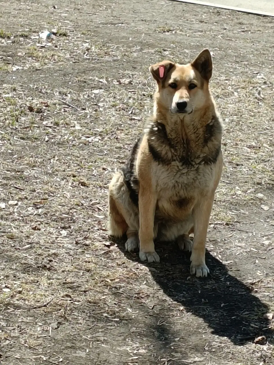 Потеряшка в Иркутске на остановке Жукова - Потеряшки (Животные) в Иркутск