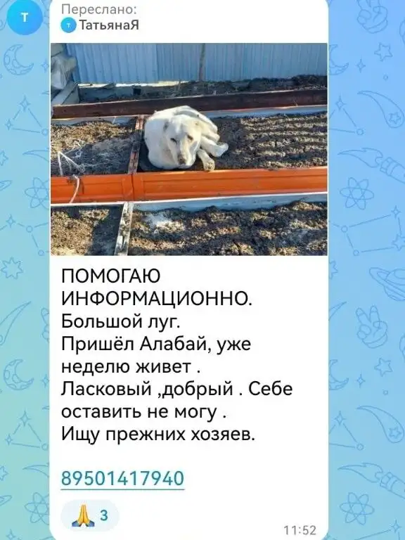 Потеряшка в Иркутске - Животные в Иркутск