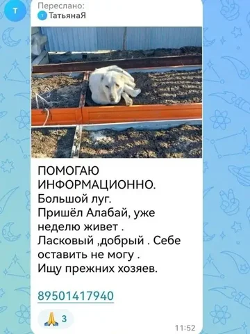 Потеряшка в Иркутске - Потеряшка в Иркутск