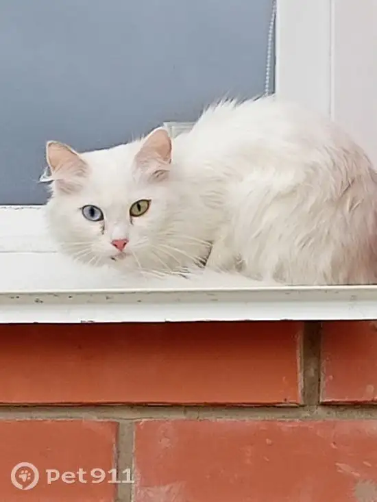 Найдена белая кошка с разным цветом глаз - Кошки (Животные) в Иркутск