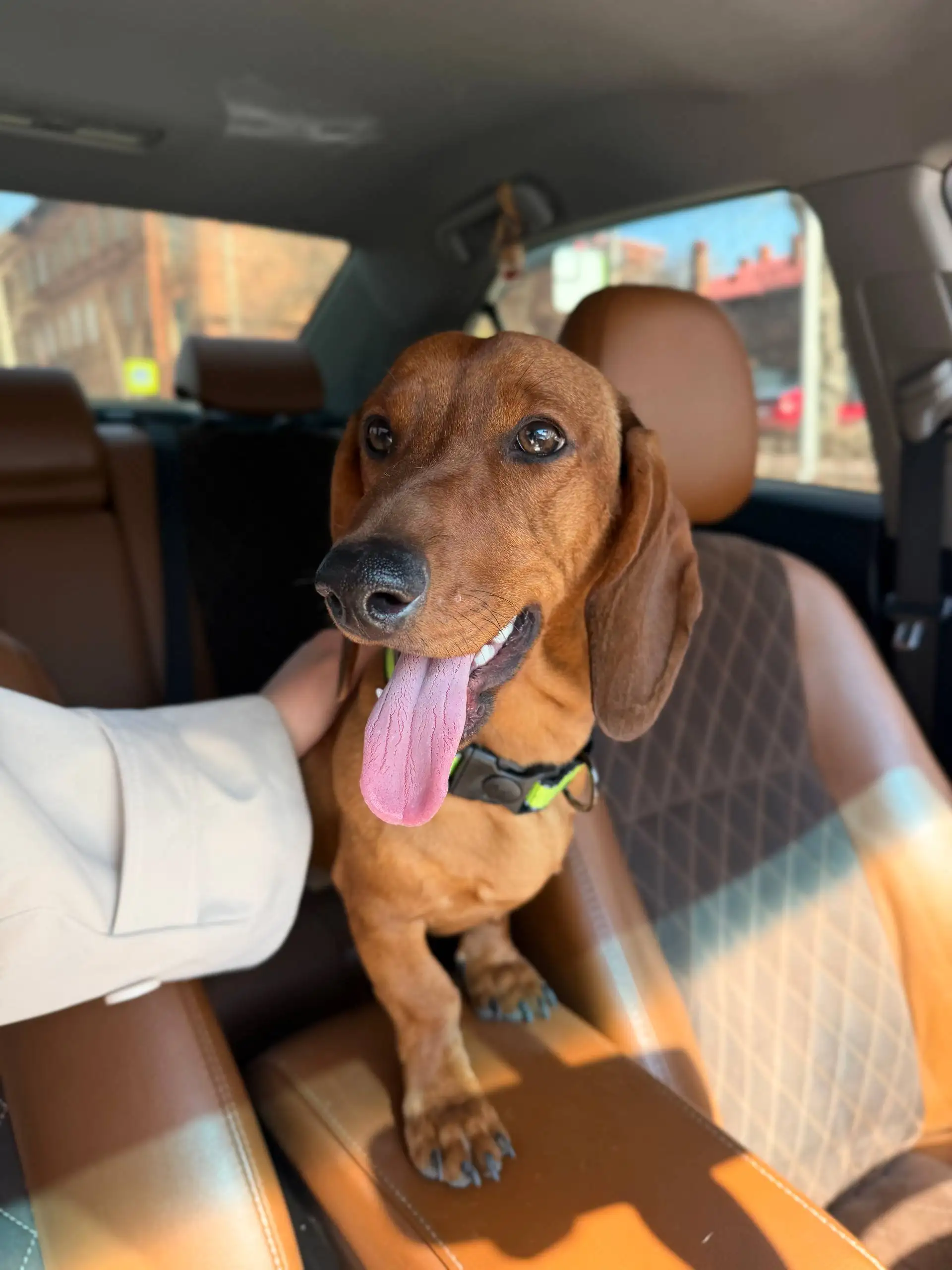 Найдена такса на улице Дальневосточная - Собаки (Животные) в Иркутск