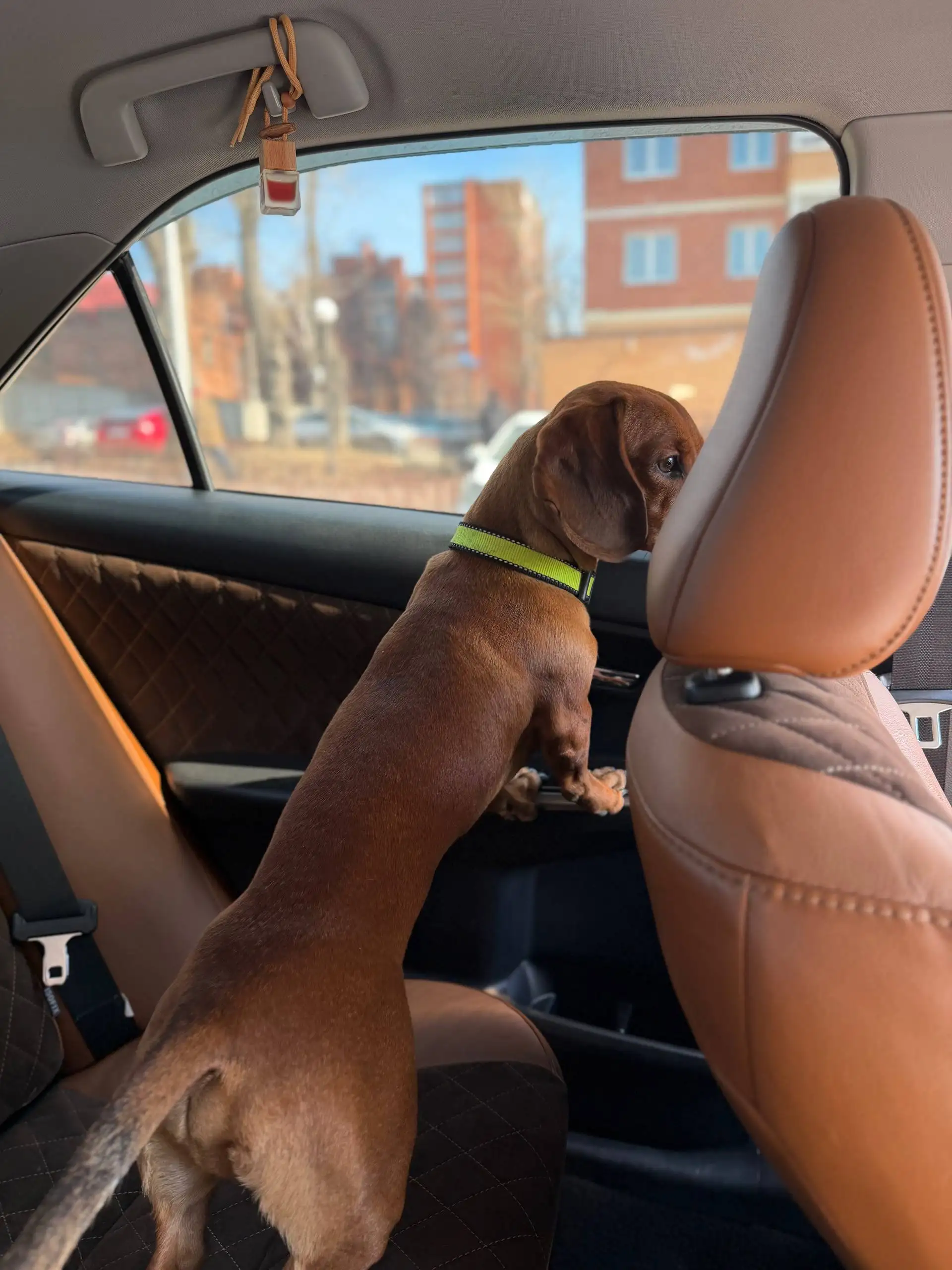 Найдена такса на улице Дальневосточная - Собаки (Животные) в Иркутск