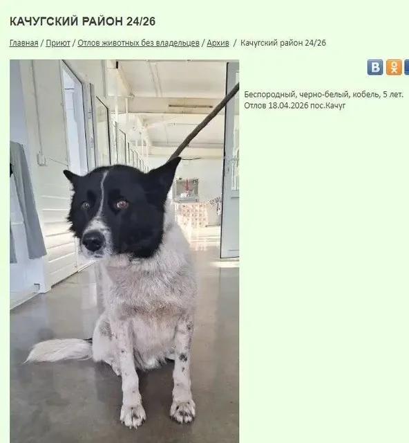 Отловленные собаки в приюте "К9" в Иркутске - Собаки в Иркутск