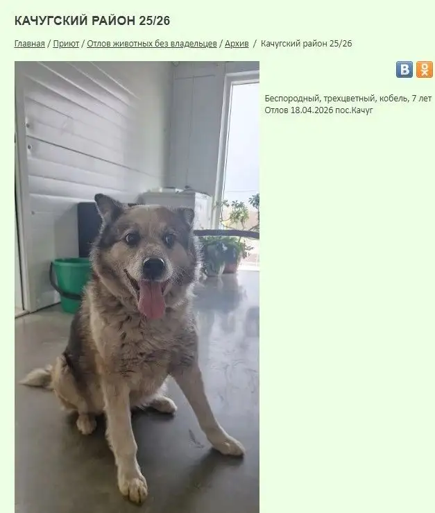 Отловленные собаки в приюте "К9" в Иркутске - Собаки (Животные) в Иркутск
