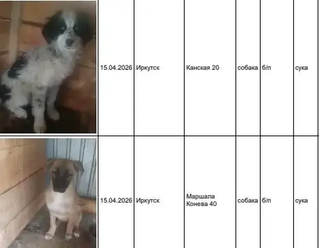 Отлов бездомных собак в Иркутской области - Потеряшка в Иркутск
