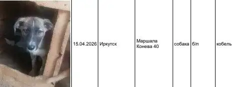 Отлов бездомных собак в Иркутской области - Животные в Иркутск