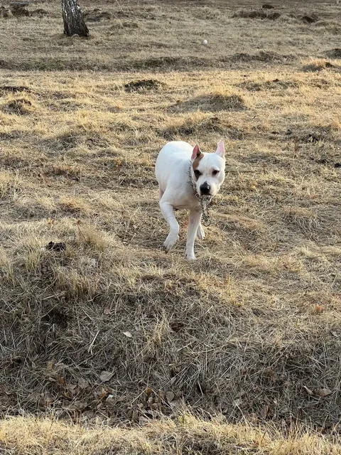 Найдена потерявшаяся собака возле школы - Собаки в Иркутск