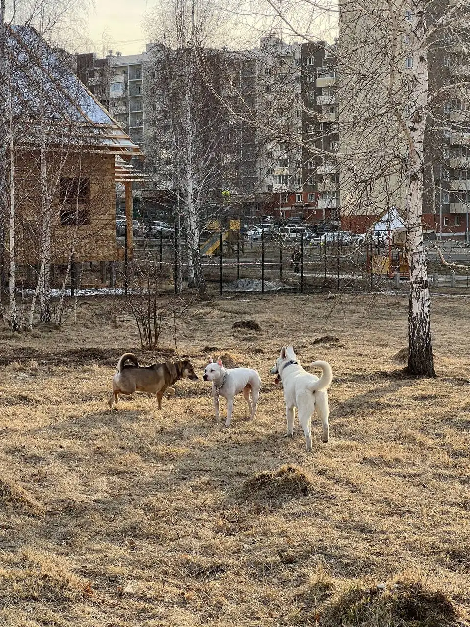 Найдена потерявшаяся собака возле школы - Собаки (Животные) в Иркутск