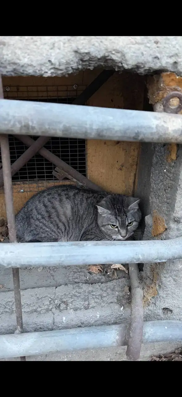 Потерянный кот в Иркутске - Животные в Иркутск