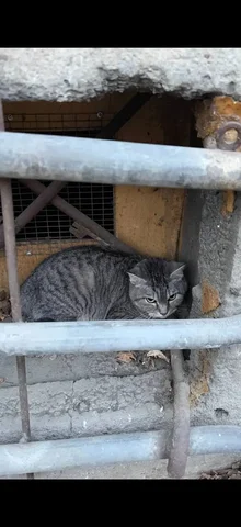 Потерянный кот в Иркутске - Потеряшка в Иркутск