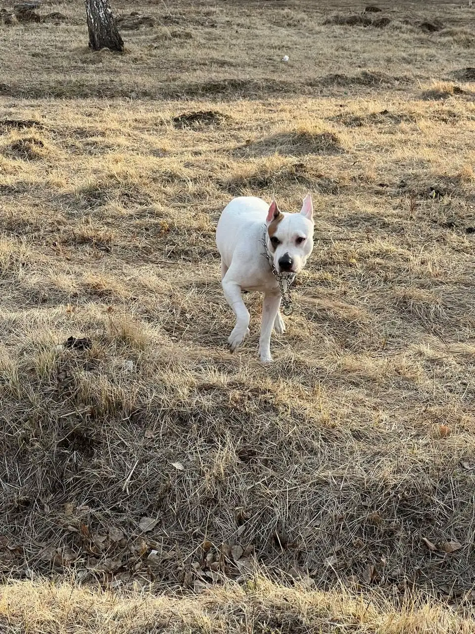 Пропавшая собака на пустыре возле школы - Животные в Иркутск
